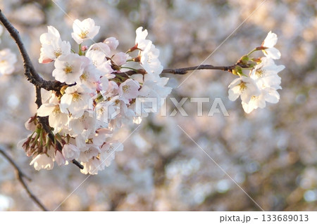 夕方の桜の花 夕方の桜の花 133689013