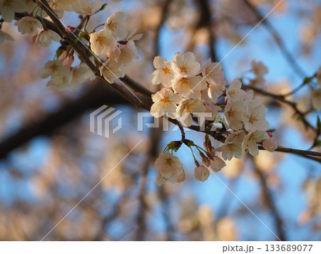 夕方の桜の花 133689077
