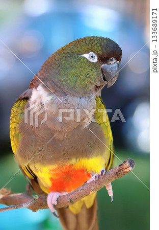 Very interesting burrowing parrot closeup Very interesting burrowing parrot closeup 133689171