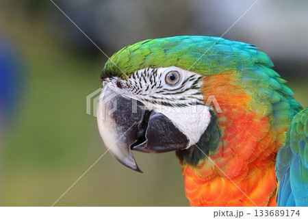Very colorful harlequin macaw in summer Very colorful harlequin macaw in summer 133689174