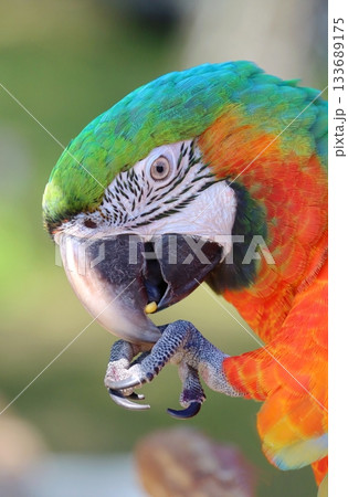 Very colorful harlequin macaw in summer Very colorful harlequin macaw in summer 133689175