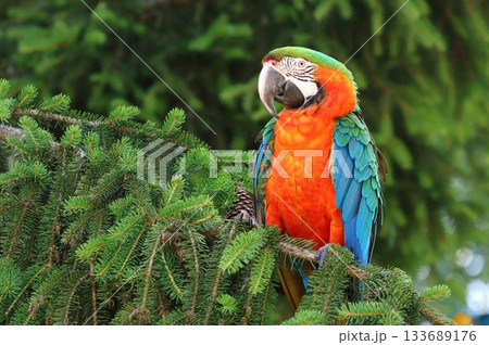 Very colorful harlequin macaw in summer 133689176