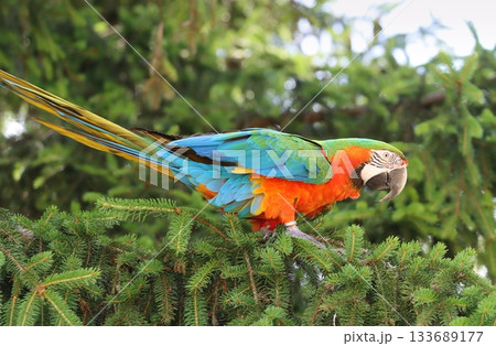 Very colorful harlequin macaw in summer Very colorful harlequin macaw in summer 133689177