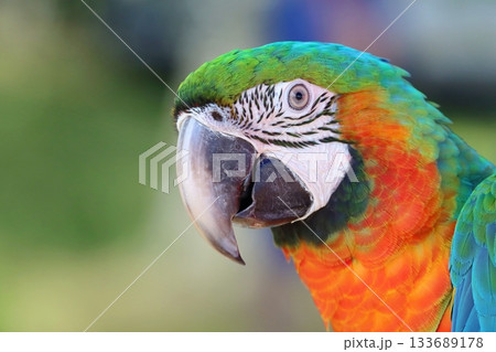 Very colorful harlequin macaw in summer Very colorful harlequin macaw in summer 133689178