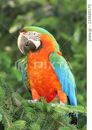 Very colorful harlequin macaw in summer Very colorful harlequin macaw in summer 133689179