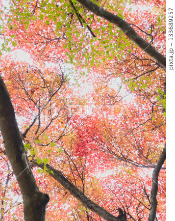 岡山豪渓、紅葉 133689257