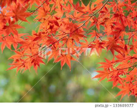 秋の京都のモミジ 133689377