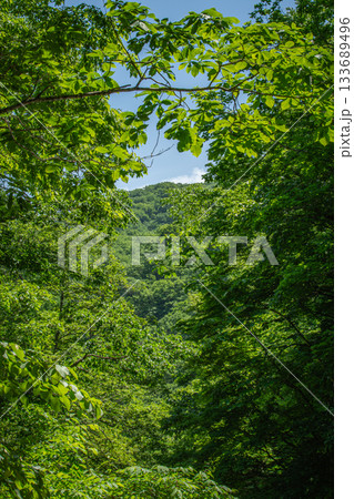 福島県南会津町の初夏の森と山々を望む緑豊かな風景 133689496