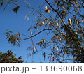 青空とねむの木の細長い豆果（秋の日差しを浴びた合歓の実） 133690068