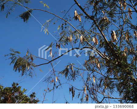 青空とねむの木の細長い豆果（秋の日差しを浴びた合歓の実） 133690068