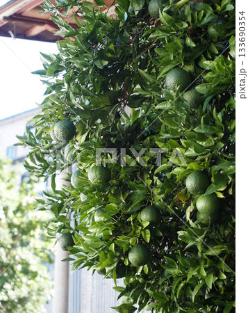 トタン小屋前のデコポンの木（緑色の不知火の実と葉っぱ） 133690354