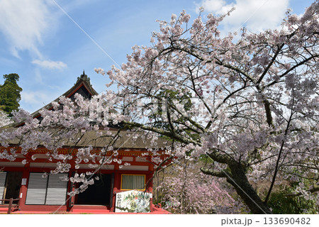 桜に囲まれた談山神社 133690482
