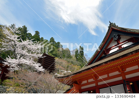 桜に囲まれた談山神社 133690484