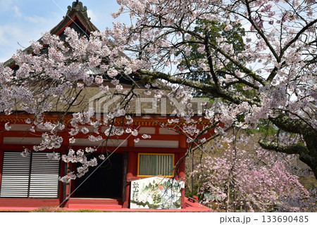 桜に囲まれた談山神社 133690485