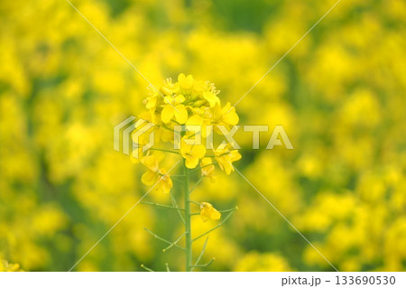 黄色い菜の花 133690530