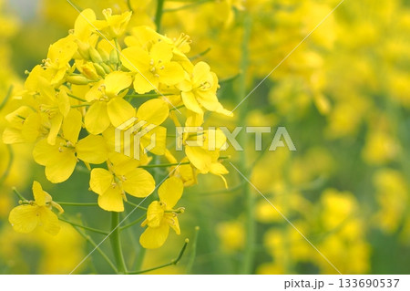 菜の花のある風景 133690537