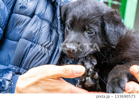 Holding little black puppy in hands. Dog portrait Holding little black puppy in hands. Dog portrait 133690573