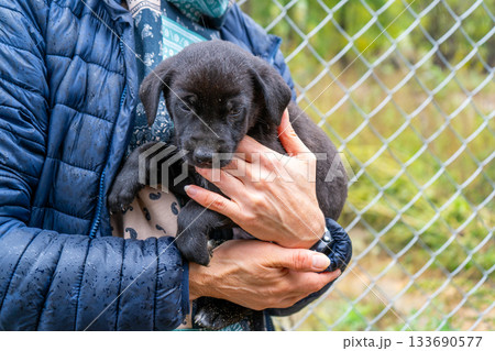 Little black puppy found and kept on hands. Adopt a homeless dog home 133690577