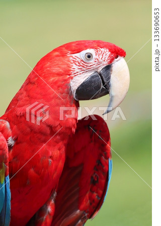 The red and green macaw parrot 133690653