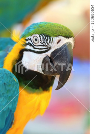 Beautiful blue and yellow macaw parrot 133690654