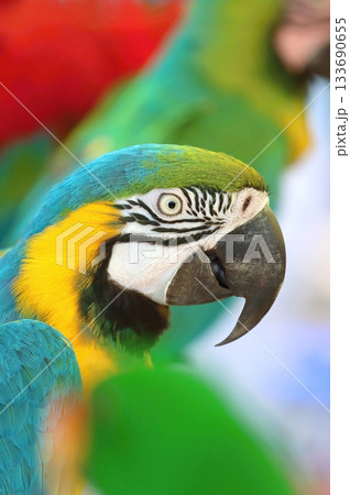 Beautiful blue and yellow macaw parrot 133690655