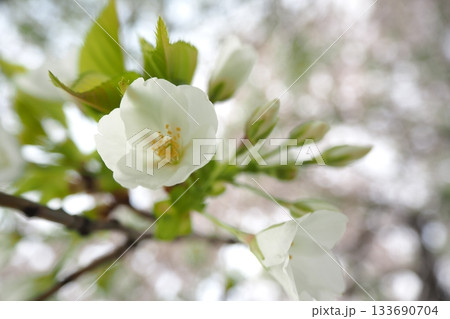 白い桜の花 白い桜の花 133690704