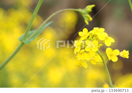 菜の花のある風景 133690713