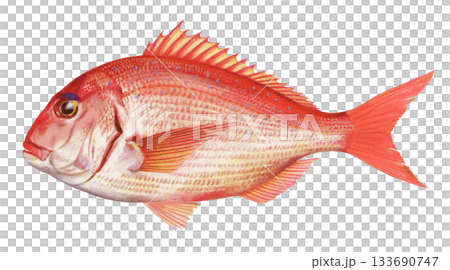 Illustration of red sea bream 133690747