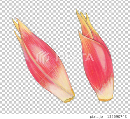 Illustration of mioga 133690748