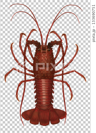 Ise shrimp illustration 133690751