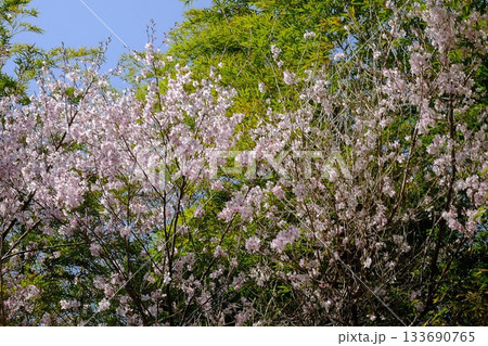 竹林を背に咲くさくら 【相模原市津久井 3月】 竹林を背に咲くさくら 【相模原市津久井 3月】 133690765