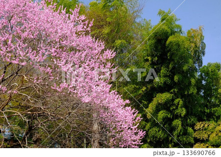 竹林に映える桃の花　【相模原市津久井　3月】 133690766