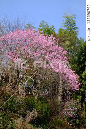 青空を背に咲く桃の花と竹林 【相模原市津久井 3月】 青空を背に咲く桃の花と竹林 【相模原市津久井 3月】 133690769