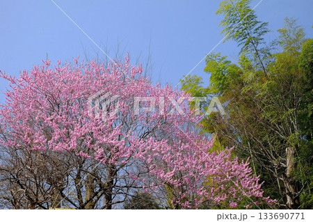 春の陽射しを浴びる桃の花と竹林 【相模原市津久井 3月】 春の陽射しを浴びる桃の花と竹林 【相模原市津久井 3月】 133690771