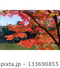 公園 赤く染まった紅葉【埼玉県】 133690855