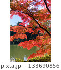 公園 赤く染まった紅葉【埼玉県】 133690856