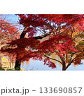 公園 赤く染まった紅葉【埼玉県】 133690857