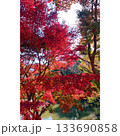 公園 赤く染まった紅葉【埼玉県】 133690858