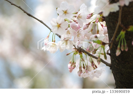 桜咲く 133690859