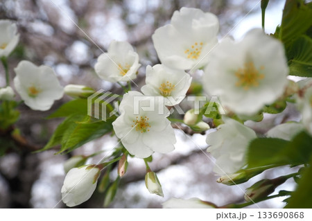 白い桜の花 133690868