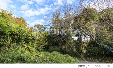 小網代の森の秋 133690880