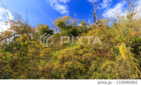 小網代の森の秋 小網代の森の秋 133690892