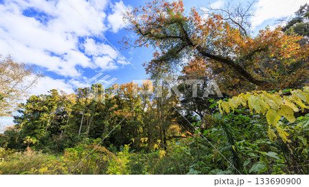 小網代の森の秋 133690900