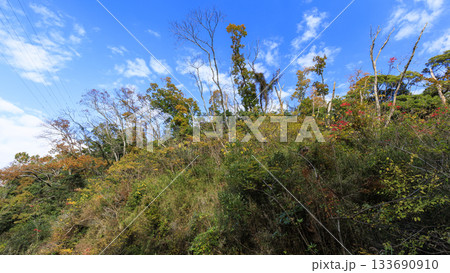 小網代の森の秋 133690910