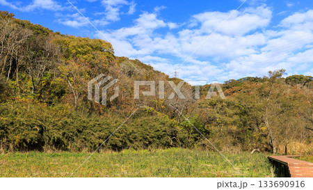 小網代の森の秋 小網代の森の秋 133690916