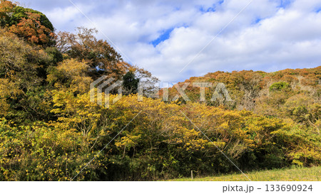 小網代の森の秋 133690924