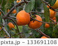 柿の実 柿の実 133691108