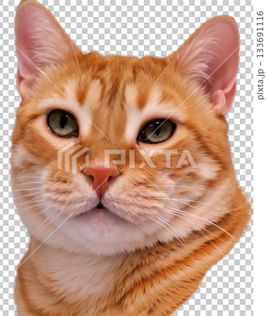 The image shows a close-up of the head of a red tabby cat 133691116
