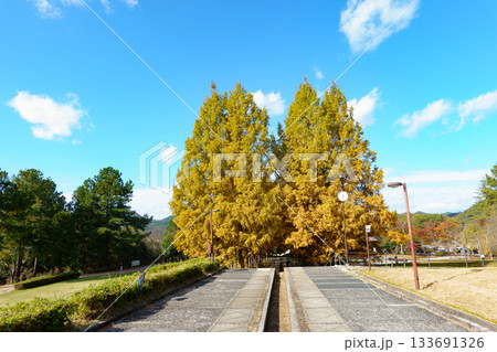 兵庫県西脇市の日本のヘソ公園にあるメタセコイア並木の紅葉 兵庫県西脇市の日本のヘソ公園にあるメタセコイア並木の紅葉 133691326