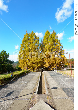 兵庫県西脇市の日本のヘソ公園にあるメタセコイア並木の紅葉 兵庫県西脇市の日本のヘソ公園にあるメタセコイア並木の紅葉 133691327